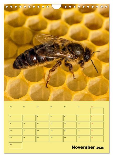 Produktbild: Bienenplaner (Wandkalender 2026 DIN A4 hoch), CALVENDO Monatskalender