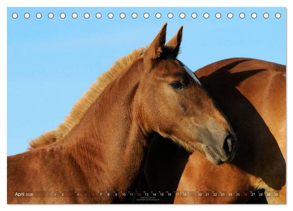 Produktbild: Faszination Kaltblut (Tischkalender 2026 DIN A5 quer), CALVENDO Monatskalender