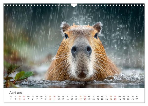 Produktbild: Capybara - die Ruhe als Lebensform (Wandkalender 2027 DIN A3 quer), CALVENDO Monatskalender