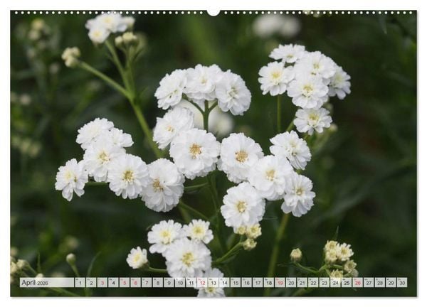 Produktbild: Bl&uuml;tentanz in Wei&szlig; (hochwertiger Premium Wandkalender 2026 DIN A2 quer), Kunstdruck in Hochglanz
