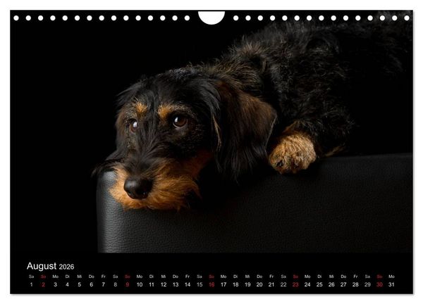Produktbild: Dogs (Wandkalender 2026 DIN A4 quer), CALVENDO Monatskalender