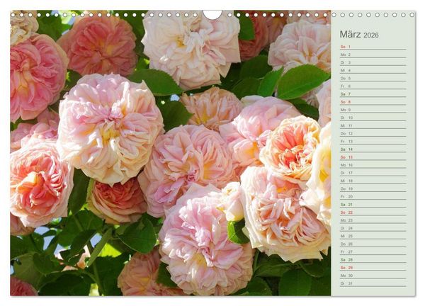Produktbild: Rosen, Rosen ... arrangiert und am Strauch (Wandkalender 2026 DIN A3 quer), CALVENDO Monatskalender