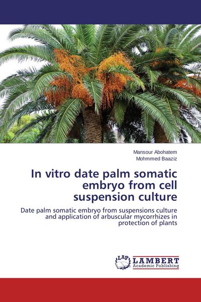 Produktbild: In vitro date palm somatic embryo from cell suspension culture