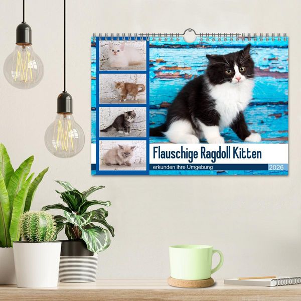 Produktbild: Flauschige Ragdoll Kitten (Wandkalender 2026 DIN A4 quer), CALVENDO Monatskalender