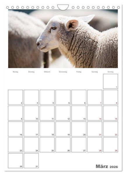 Produktbild: Schafe - 12 Monate in der Herde (Wandkalender 2026 DIN A4 hoch), CALVENDO Monatskalender