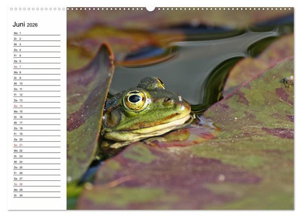 Produktbild: Amphibien und Reptilien (hochwertiger Premium Wandkalender 2026 DIN A2 quer), Kunstdruck in Hochglanz