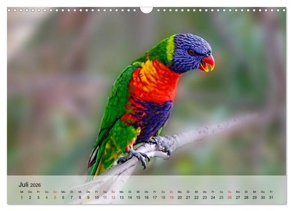 Produktbild: Regenbogen Papageien (Wandkalender 2026 DIN A3 quer), CALVENDO Monatskalender