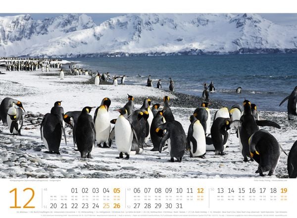 Produktbild: Pinguine Kalender 2027