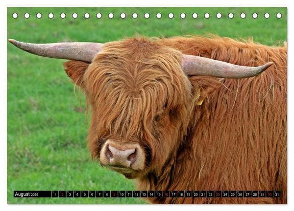 Produktbild: Das Schottische Hochlandrind (Tischkalender 2026 DIN A5 quer), CALVENDO Monatskalender