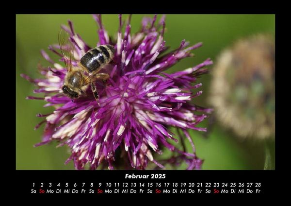 Produktbild: Pflanzen und Bl&uuml;ten 2025 Fotokalender DIN A3