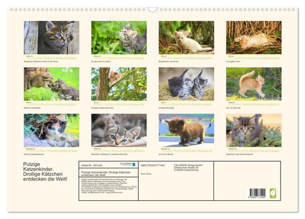 Produktbild: Putzige Katzenkinder. Drollige K&auml;tzchen entdecken die Welt! (Wandkalender 2026 DIN A2 quer), CALVENDO Monatskalender