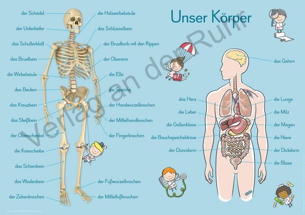 Produktbild: 6 A1-Merk-Poster f&uuml;r den Sachunterricht &ndash; Jahreskreis, K&ouml;rper, Waldtiere, Epochen, Kontinente, vom Korn zum Brot