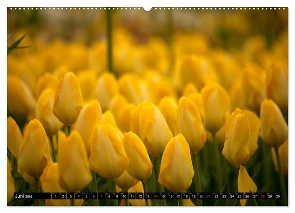 Produktbild: Tulpen (hochwertiger Premium Wandkalender 2026 DIN A2 quer), Kunstdruck in Hochglanz