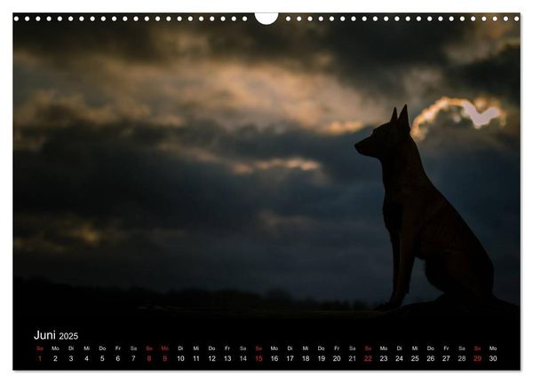 Belgische Schäferhunde - Der Malinois im Licht (Wandkalender 2025 DIN A3 quer), CALVENDO Monatskalender