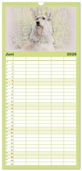 Produktbild: Familienplaner 2026 - Franz&ouml;sische Hirtenhunde 2026 mit 5 Spalten (Wandkalender, 21 x 45 cm) CALVENDO