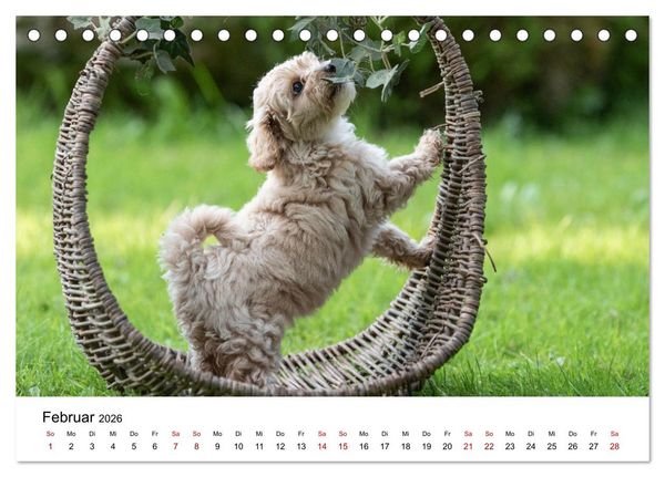 Produktbild: Maltipoo Welpen (Tischkalender 2026 DIN A5 quer), CALVENDO Monatskalender
