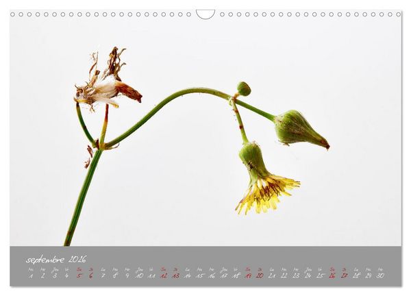 Produktbild: Des fleurs sur le chemin du matin (Calendrier mural 2026 DIN A3 vertical), CALVENDO calendrier mensuel
