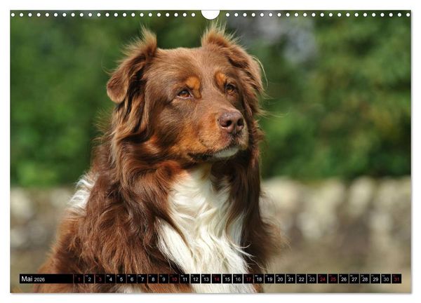 Produktbild: Bekannt wie ein bunter Hund. Australian Shepherd (Wandkalender 2026 DIN A3 quer), CALVENDO Monatskalender