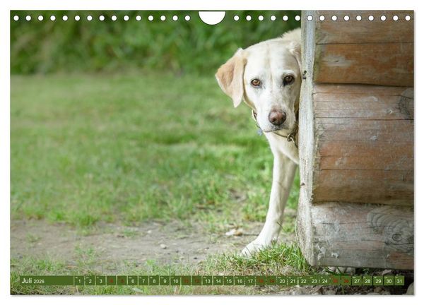 Produktbild: Labrador Trio - 3 Farben, 3 Freunde (Wandkalender 2026 DIN A4 quer), CALVENDO Monatskalender
