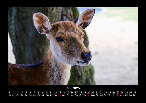 Produktbild: Waldbewohner 2025 Fotokalender DIN A3