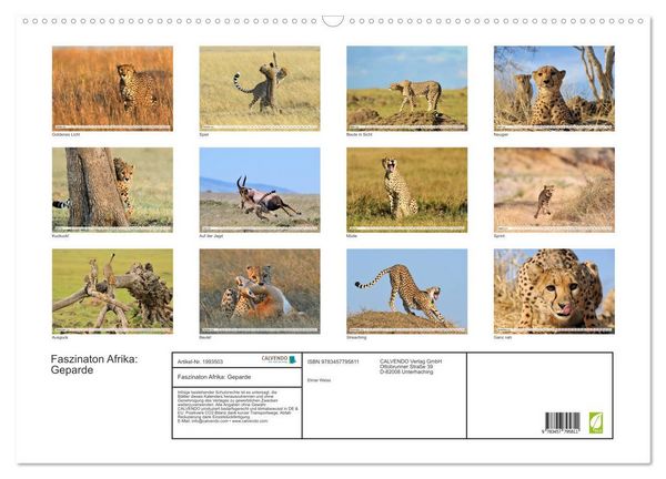Produktbild: Faszinaton Afrika: Geparde (Wandkalender 2026 DIN A2 quer), CALVENDO Monatskalender