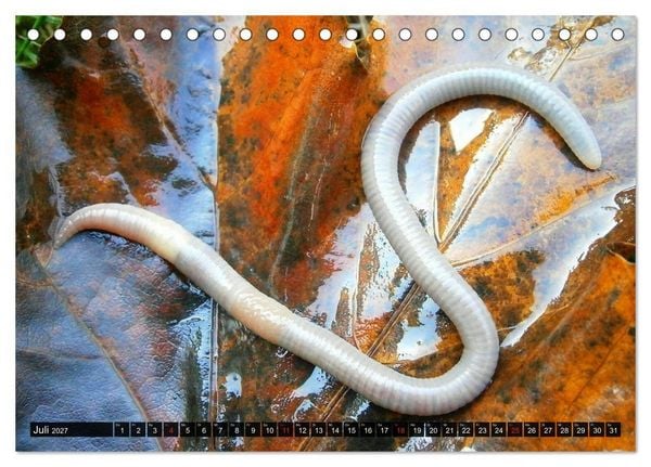 Produktbild: Abneigung und Ekel. Die unbeliebtesten Tiere (Tischkalender 2027 DIN A5 quer), CALVENDO Monatskalender