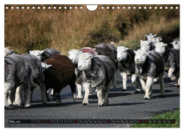 Produktbild: Sheep Portraits (Wall Calendar 2026 DIN A4 landscape), CALVENDO 12 Month Wall Calendar