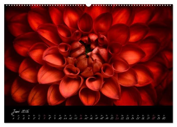 Produktbild: Serenade - Visuelle Musik der Blumen (Wandkalender 2026 DIN A2 quer), CALVENDO Monatskalender