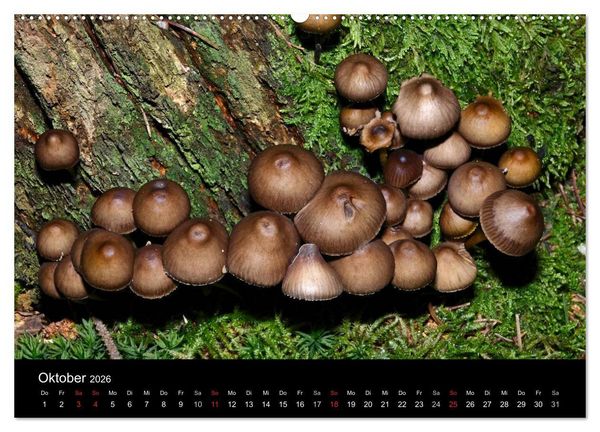 Produktbild: Pilze, Pilze (hochwertiger Premium Wandkalender 2026 DIN A2 quer), Kunstdruck in Hochglanz