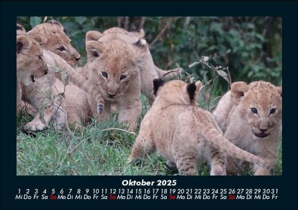Produktbild: Tiere in der Wildnis 2025 Fotokalender DIN A5