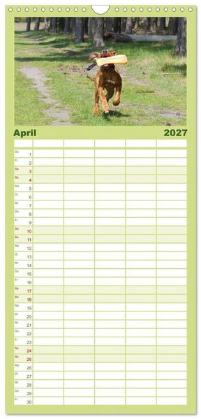 Produktbild: Familienplaner 2027 - Rhodesian Ridgeback - Jung, wild, zuckers&uuml;&szlig; mit 5 Spalten (Wandkalender, 21 x 45 cm) CALVENDO