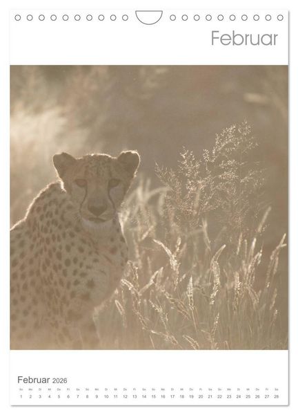 Produktbild: BIG CATS - Namibias Raubkatzen (Wandkalender 2026 DIN A4 hoch), CALVENDO Monatskalender