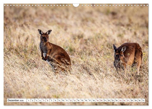 Produktbild: Wildlife Australien (Wandkalender 2026 DIN A3 quer), CALVENDO Monatskalender