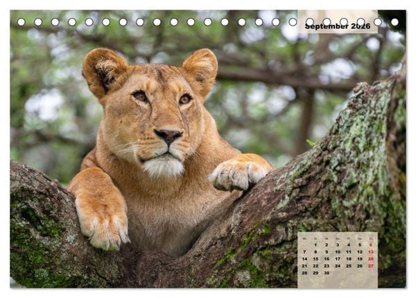 Produktbild: Raubkatzen - L&ouml;we, Gepard, Leopard (Tischkalender 2026 DIN A5 quer), CALVENDO Monatskalender