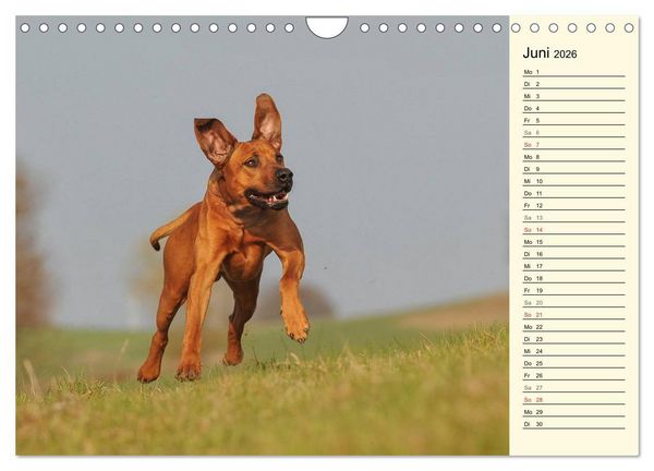 Produktbild: Rhodesian Ridgeback 2026 (Wandkalender 2026 DIN A4 quer), CALVENDO Monatskalender