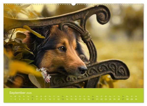 Produktbild: Traumschnauzen (Wandkalender 2026 DIN A2 quer), CALVENDO Monatskalender