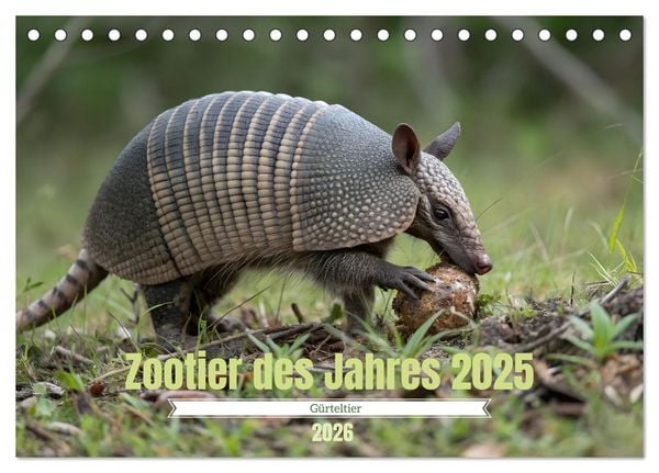 Zootier des Jahres 2025 - Gürteltier (Tischkalender 2026 DIN A5 quer), CALVENDO Monatskalender