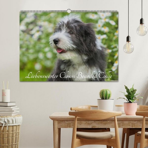 Produktbild: Liebenswerter Clown Bearded Collie (Wandkalender 2026 DIN A2 quer), CALVENDO Monatskalender