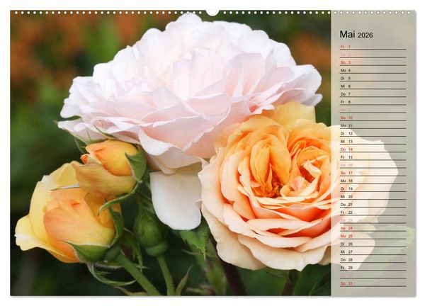 Produktbild: Rosensommer (hochwertiger Premium Wandkalender 2026 DIN A2 quer), Kunstdruck in Hochglanz