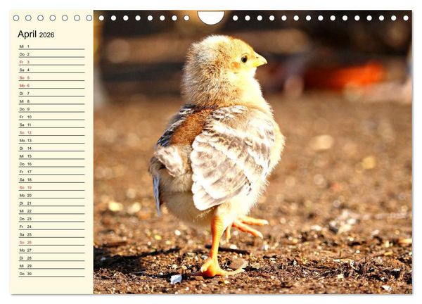 Produktbild: H&uuml;hner. Intelligent, sch&ouml;n und faszinierend (Wandkalender 2026 DIN A4 quer), CALVENDO Monatskalender