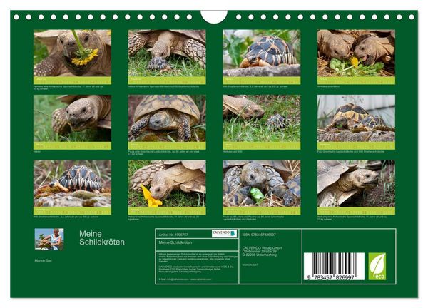 Produktbild: Meine Schildkr&ouml;ten (Wandkalender 2026 DIN A4 quer), CALVENDO Monatskalender