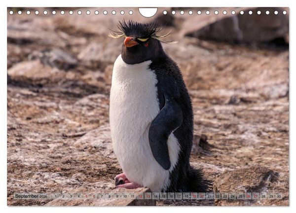 Produktbild: In the Falkland Islands (Wall Calendar 2026 DIN A4 landscape), CALVENDO 12 Month Wall Calendar