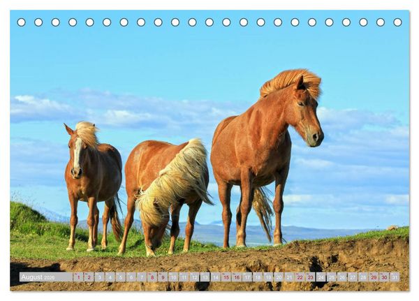 Produktbild: Islandpferde - Die tierischen Stars der Insel (Tischkalender 2026 DIN A5 quer), CALVENDO Monatskalender