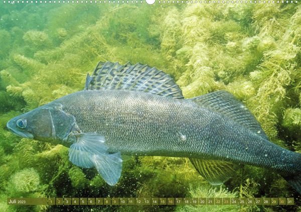 'Fische in Teichen und Flüssen (Premium, hochwertiger DIN A2