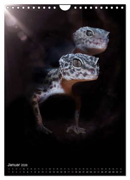 Produktbild: Auge in Auge mit coolen Typen - REPTILIEN (Wandkalender 2026 DIN A4 hoch), CALVENDO Monatskalender