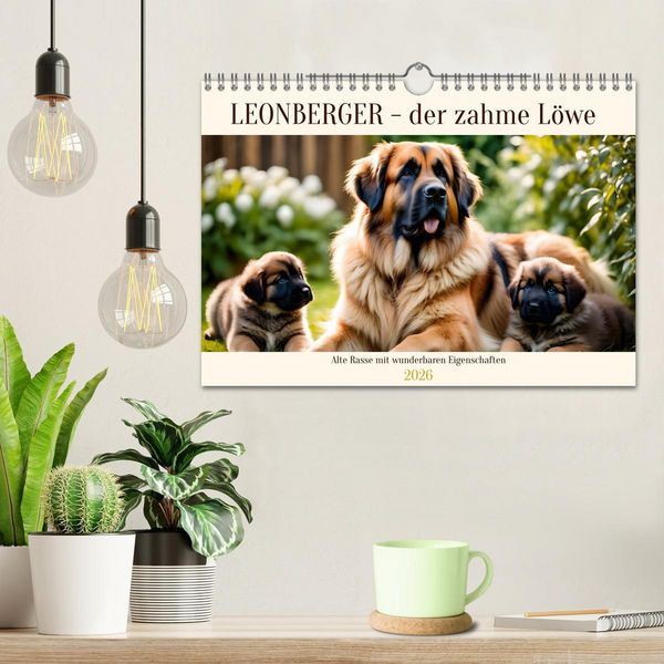Produktbild: Leonberger - der zahme L&ouml;we (Wandkalender 2026 DIN A4 quer), CALVENDO Monatskalender