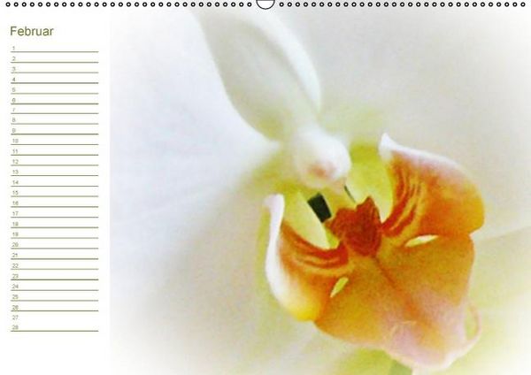 Produktbild: Bl&uuml;tentr&auml;ume - ganz in wei&szlig; / Geburtstagskalender (Wandkalender immerw&auml;hrend DIN A2 quer)