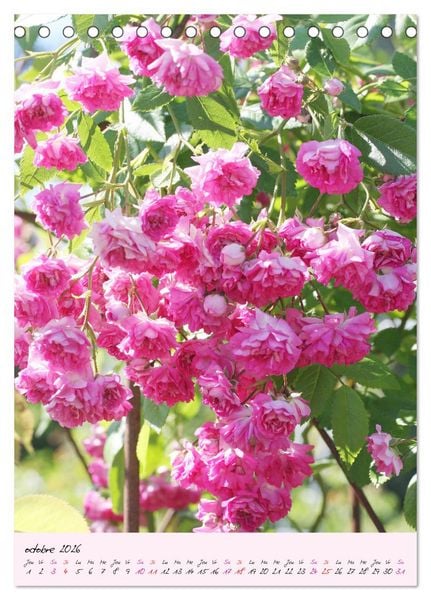Produktbild: Une f&ecirc;te des roses (Calendrier de bureau 2026 DIN A5 horizontal), CALVENDO calendrier mensuel