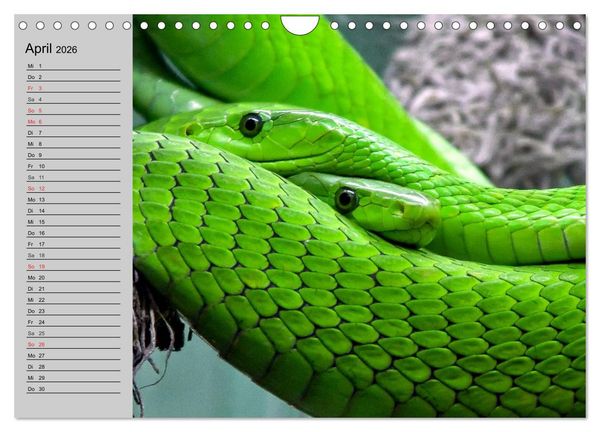 Produktbild: Kaltes Blut. Faszination Reptilien (Wandkalender 2026 DIN A4 quer), CALVENDO Monatskalender