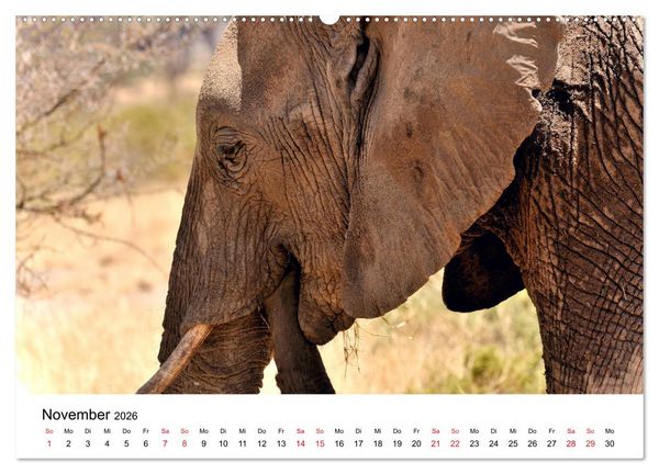 Produktbild: Elefanten Afrikas (hochwertiger Premium Wandkalender 2026 DIN A2 quer), Kunstdruck in Hochglanz